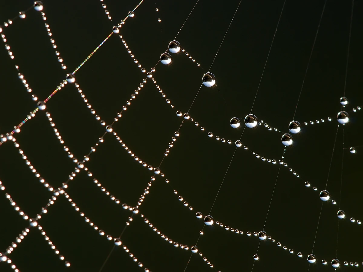 Una telaraña cubierta de gotas de rocío a contraluz