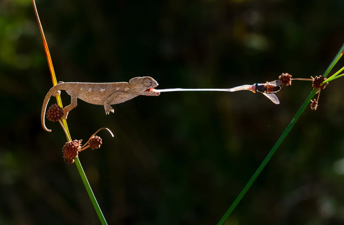 Un camaleón agarrado a una rama, con un ojo girado hacia la cámara